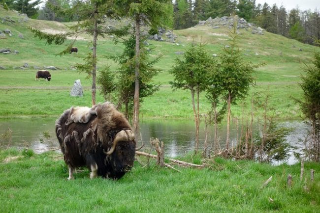 Musk ox at Zoo sauvage Saint Felicien Quebec
