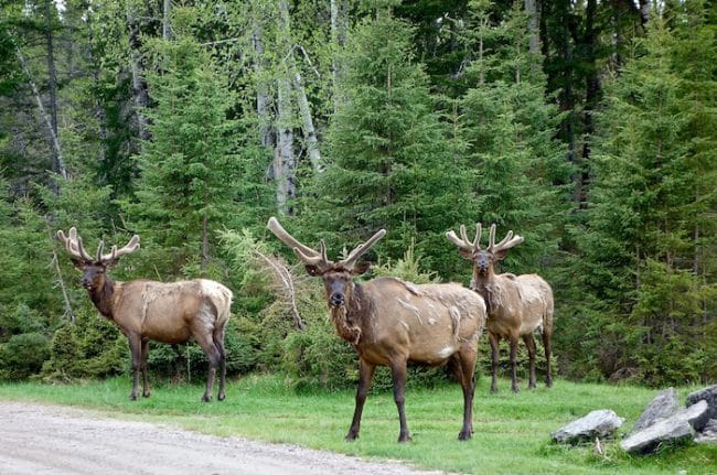 Wildlife at Zoo Sauvage Saguenay lac Saint Jean