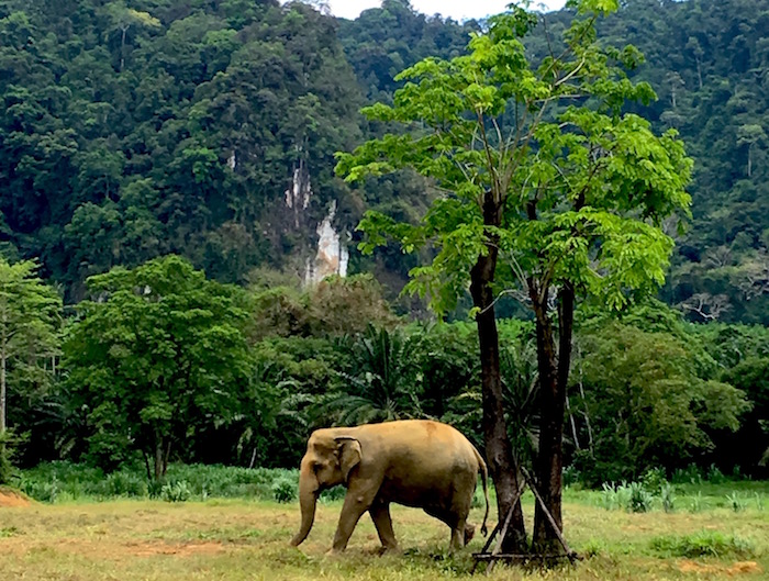 phuket thailand elephant safari