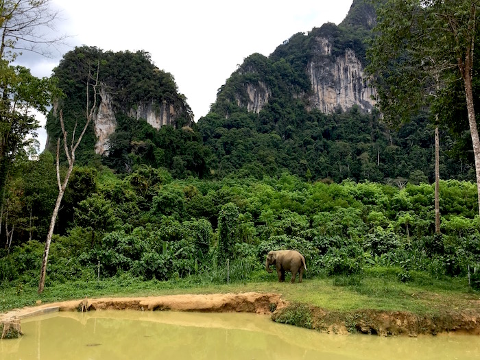 elephant by a pond at Elephant Hills camp