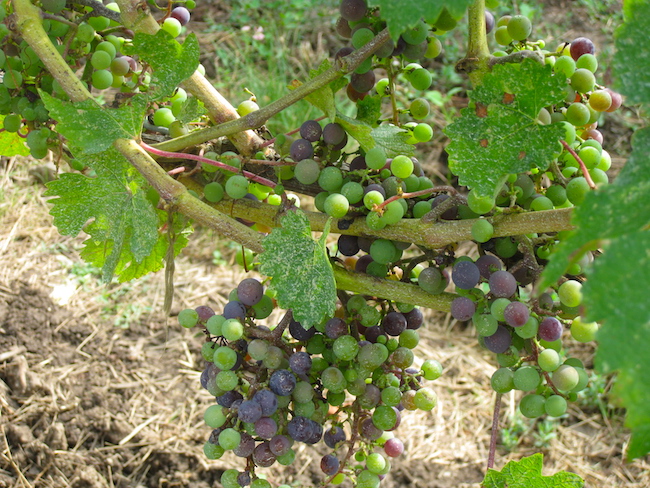 green and black grapes on a vine