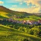 Vineyards in the Italian wine region of Piedmont