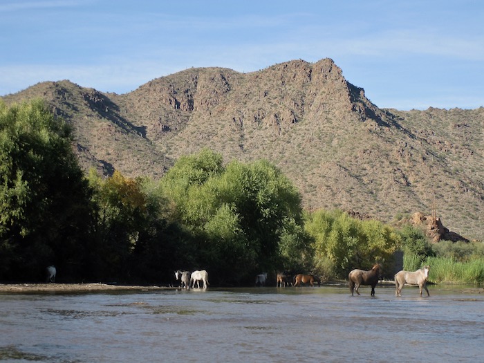 Wild horses along Salt River Arizona
