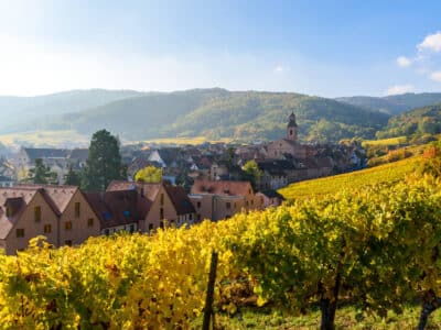 vineyard near Alsace France in autumn