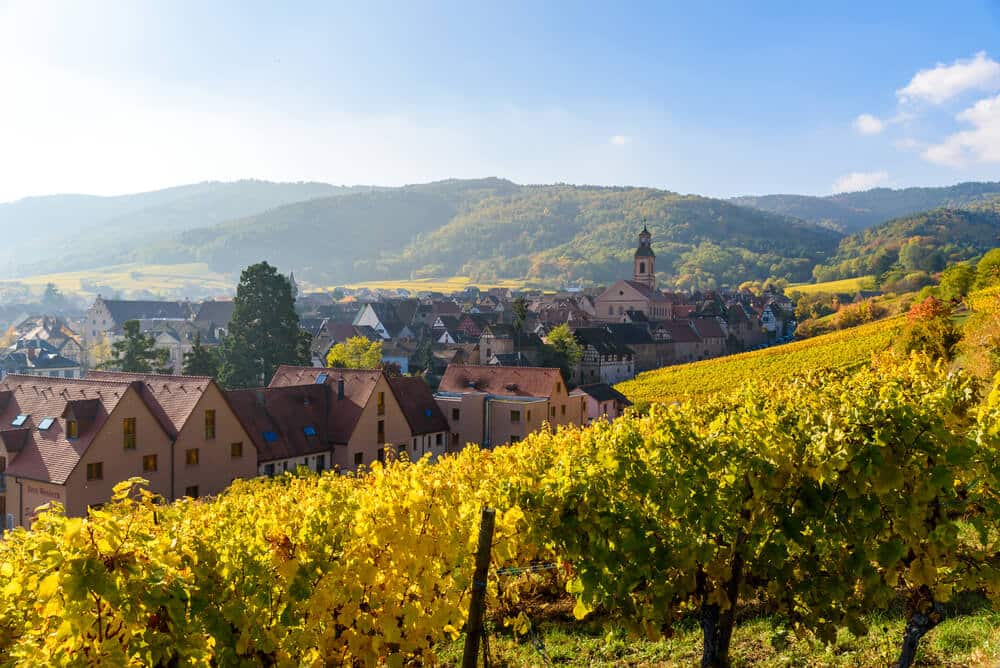 vineyard near Alsace France in autumn