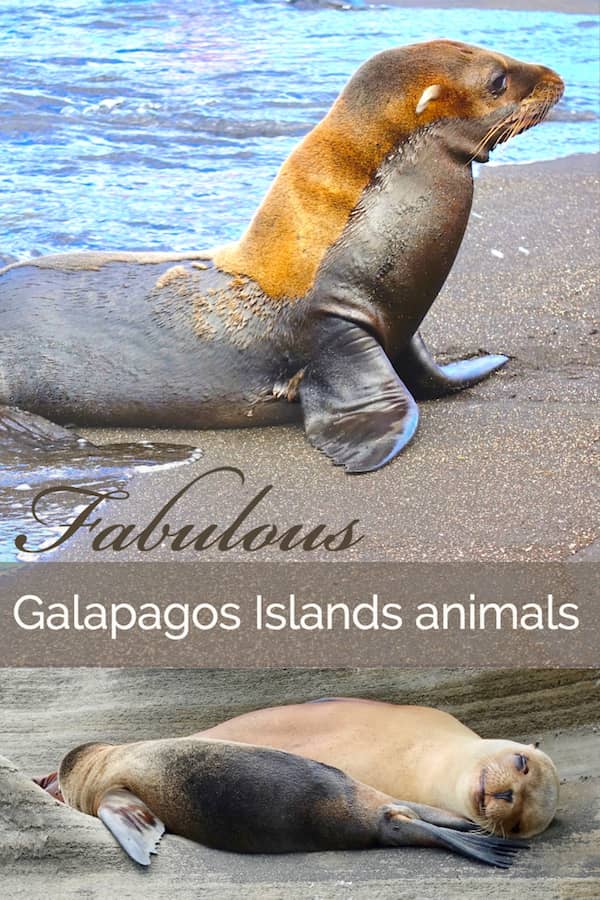 Pinterest image of baby seals in the Galapagos