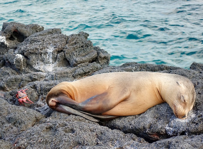 Baby sea lion Galapagos animals