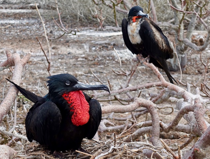 Frigate during mating season Galapagos birds