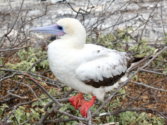 Galapagos Islands Birds, Bird Island