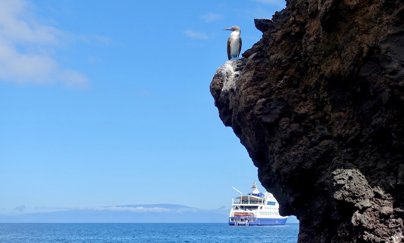 Galapagos Islands cruise ship and blue-footed boobie