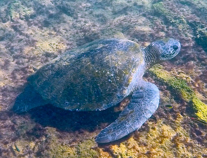 Galapagos tortoise