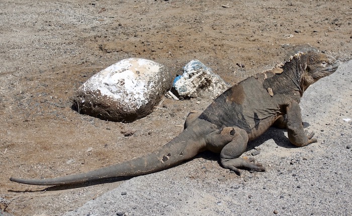 Land iguana in the Galapagos