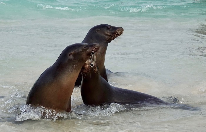 Sea lions Galagapos Islands animals