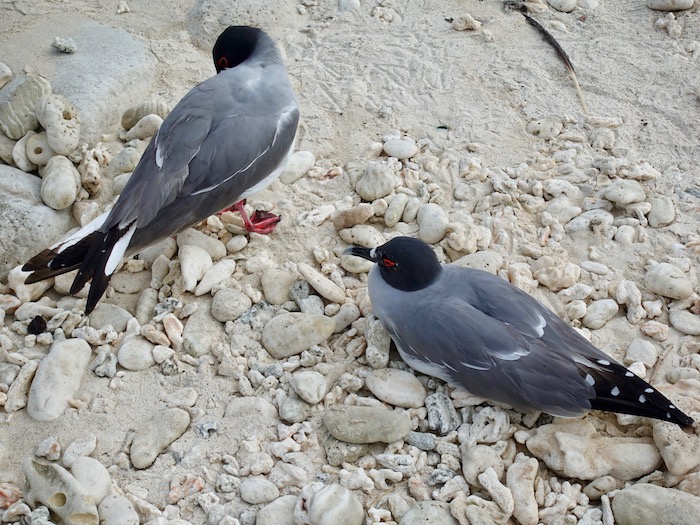 Swallow-Tailed Gulls in the Galapagos