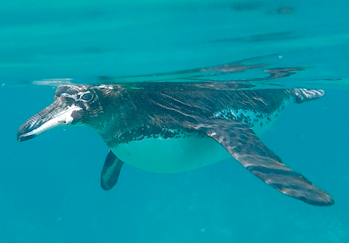 galapagos penguin