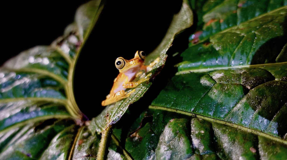 Cloud forest frog at night at Mashpi Lodge