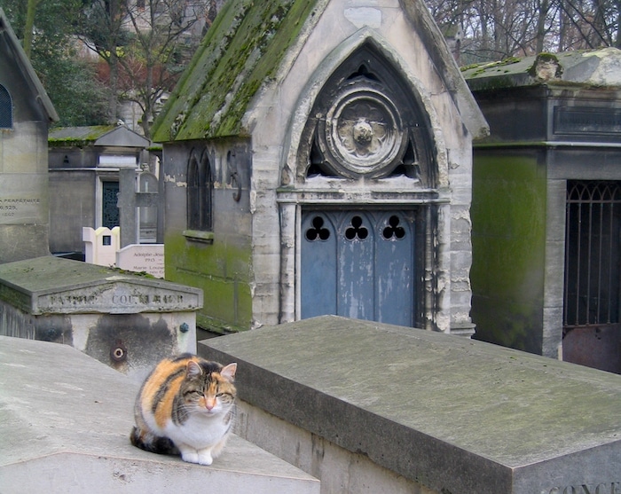 Cat at Pere Lachaise Cemetery in Paris