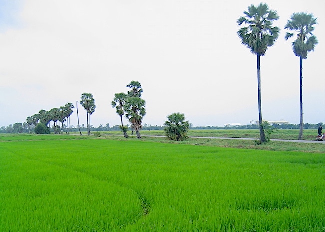 Rice fields in northern Thailand