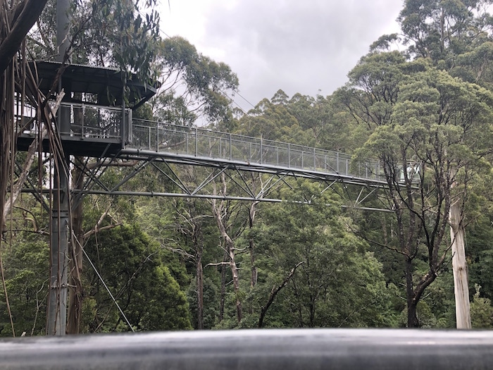 Things to do on the Great Ocean Road include doing the Cape Otway National Park Treetop Walk