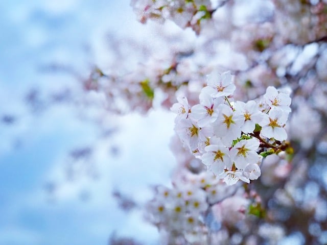 Cherry Blossoms in High Park