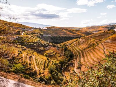 Vineyard and hills in the Douro Valley