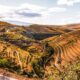 Vineyard and hills in the Douro Valley