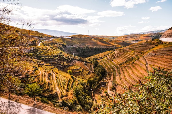 Vineyard and hills in the Douro Valley