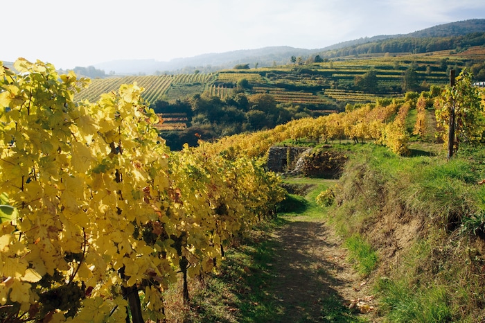 Vineyards near Krems Austria