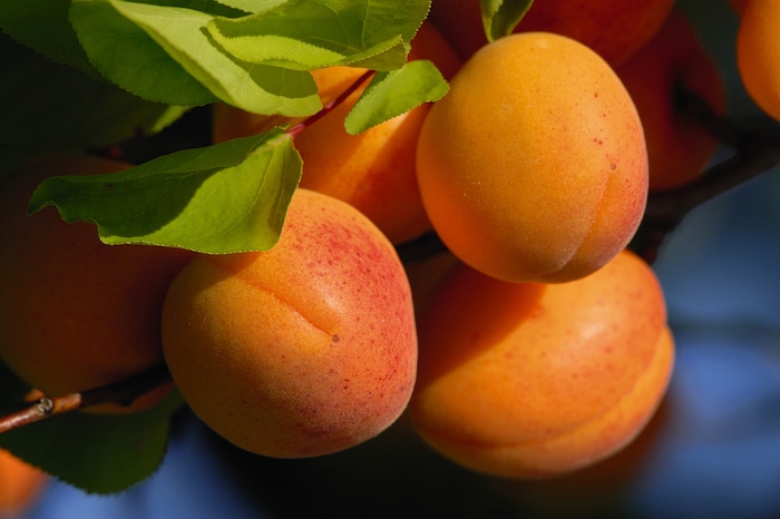 Marillen Wachau Apricots