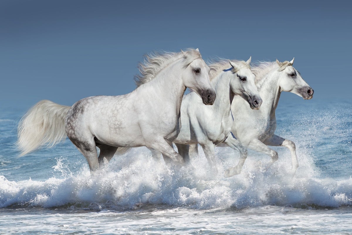 white wild horses in the Camargue in the Bouche du Rhone 