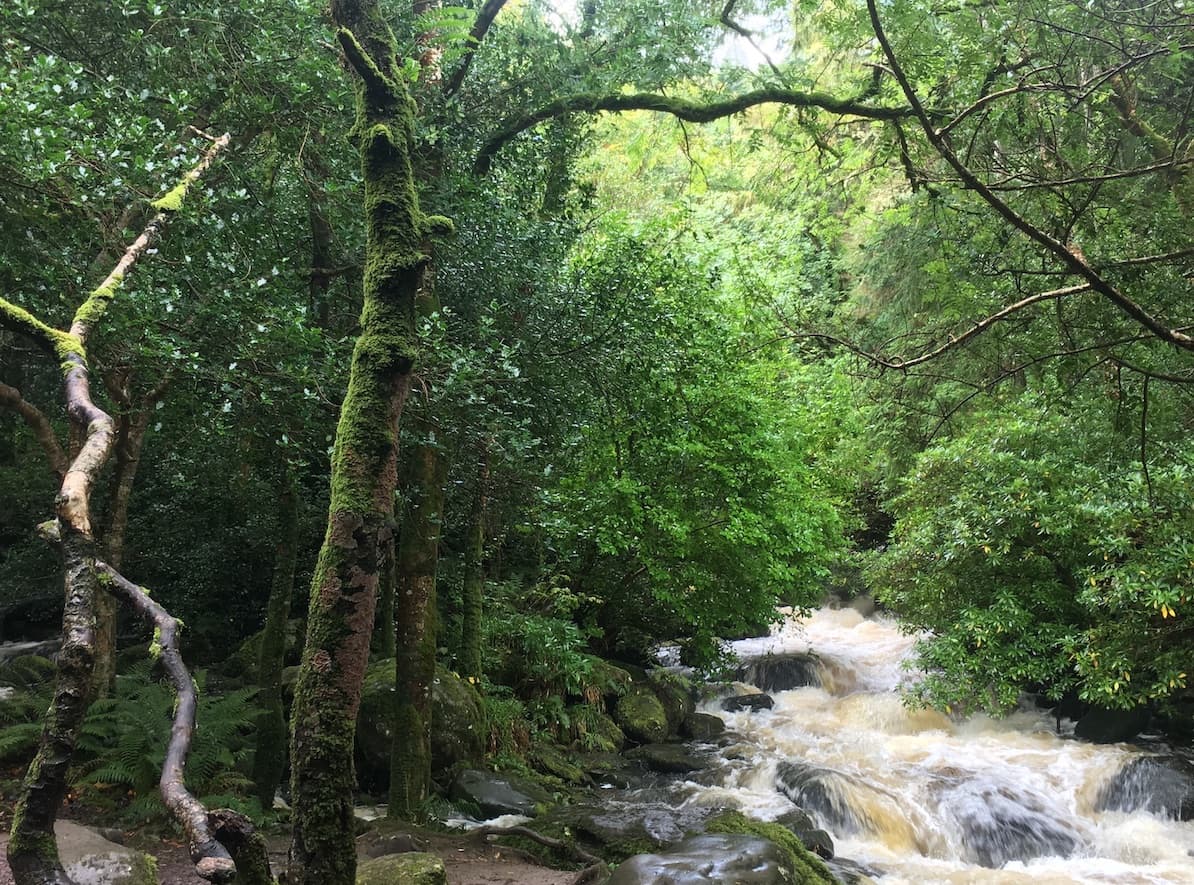 torc waterfall in killarney national park with moss covered trees