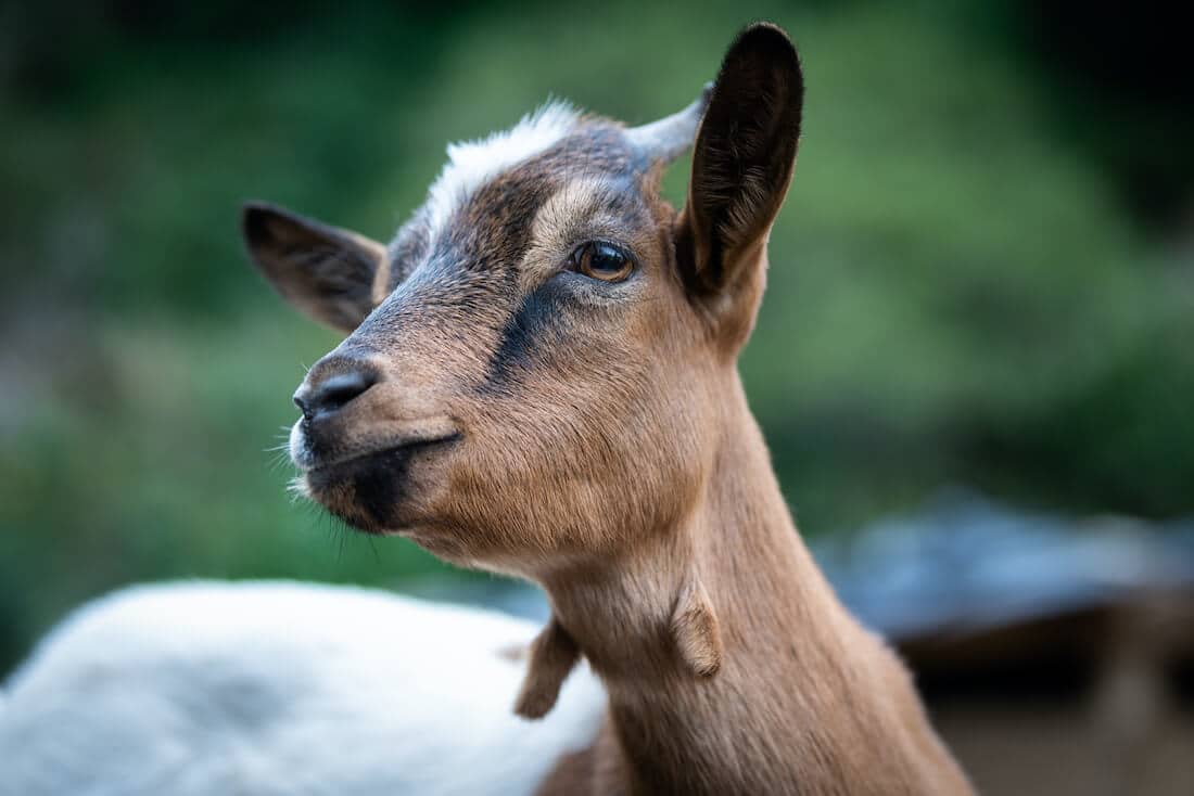adorable brown dwarf goat 