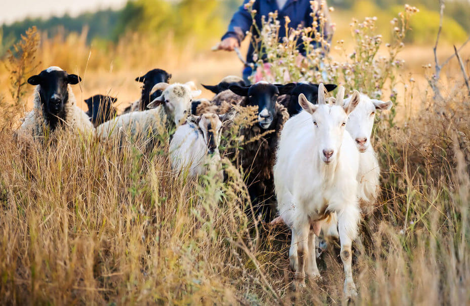 goat walking in a field

