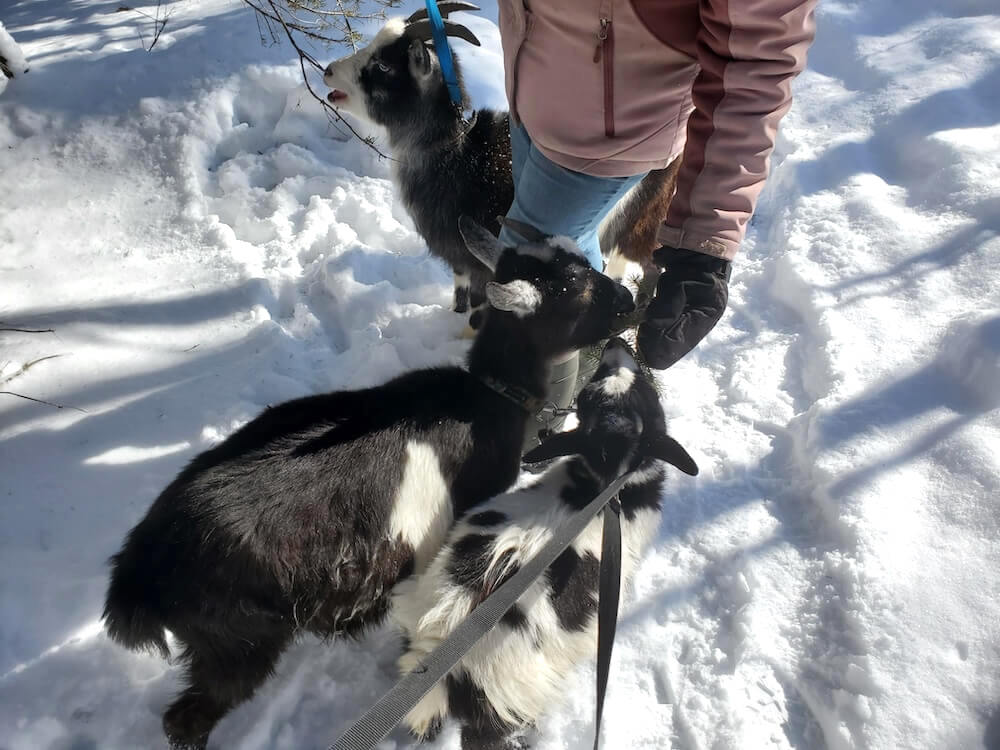 Goat walking in the snow with three goats with Muskoka Goat Away in Ontario