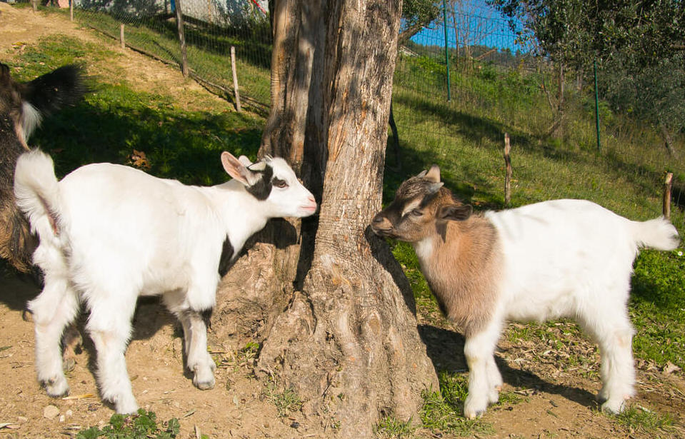 playful goats on a goat walking experience