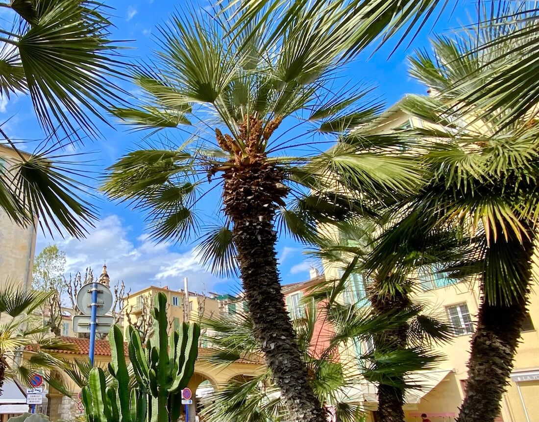 Menton city on the French Riviera with palm trees