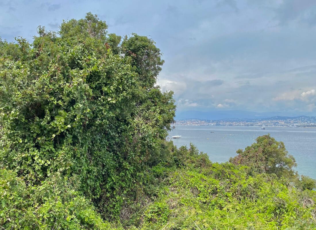 Thick foliage on Sainte-Marguerite Island with Cannes in background