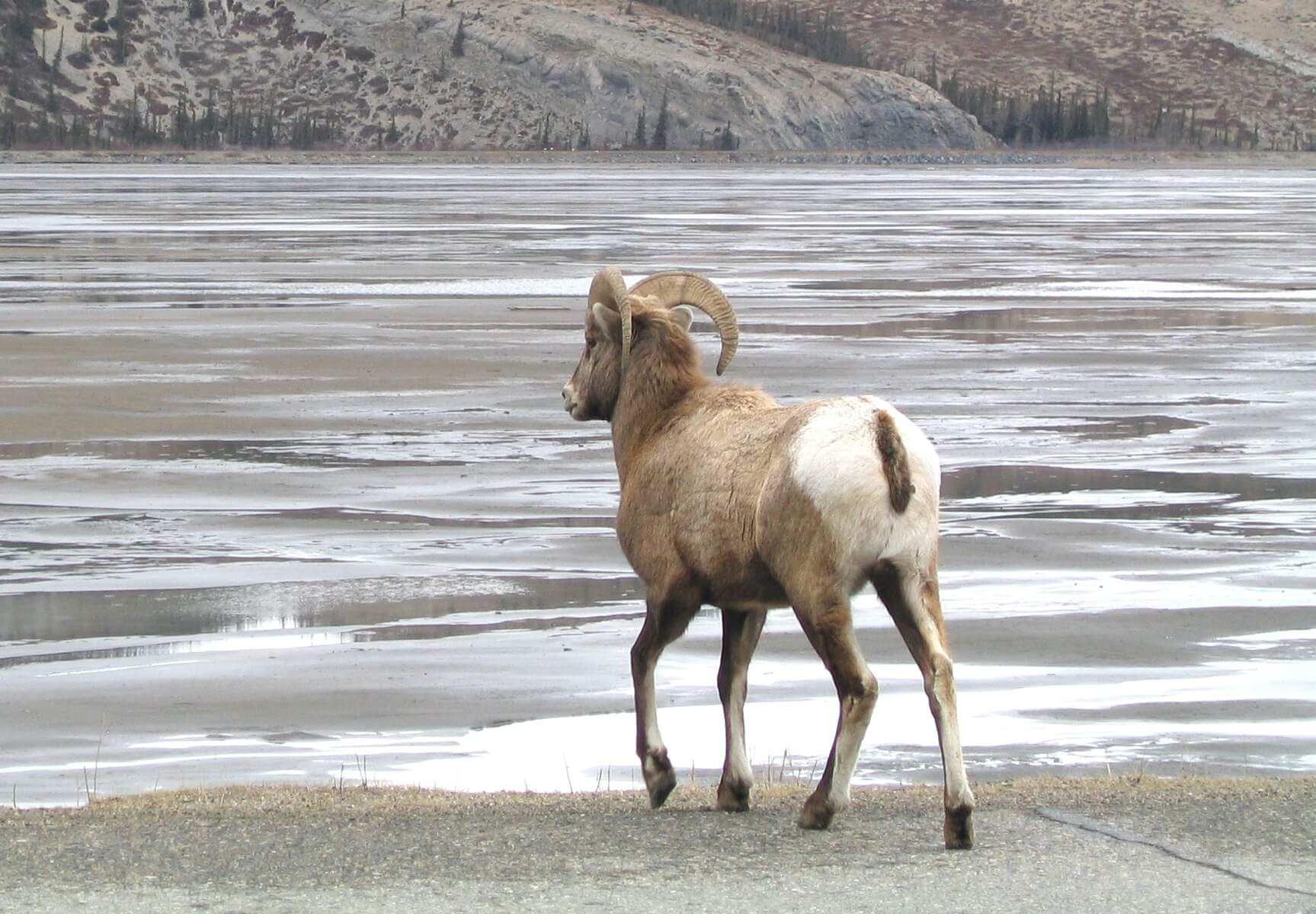 Bighorn sheep in Alberta