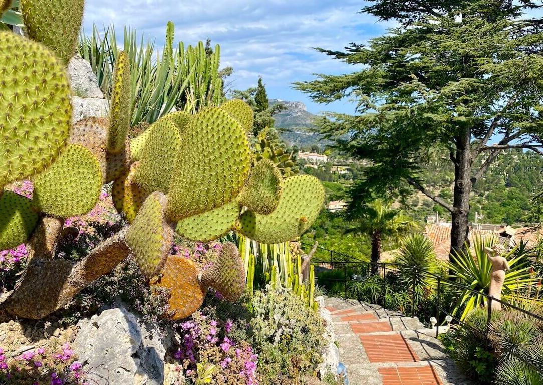 Cacti at the Eze Gardens along the path