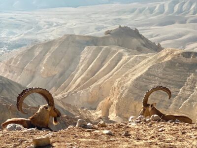 Ibexes with horns in the Zin Desert of Israel