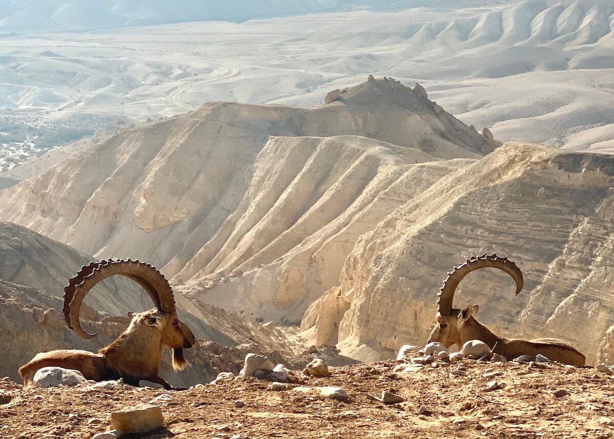 Two horned ibexes in the Negev Desert