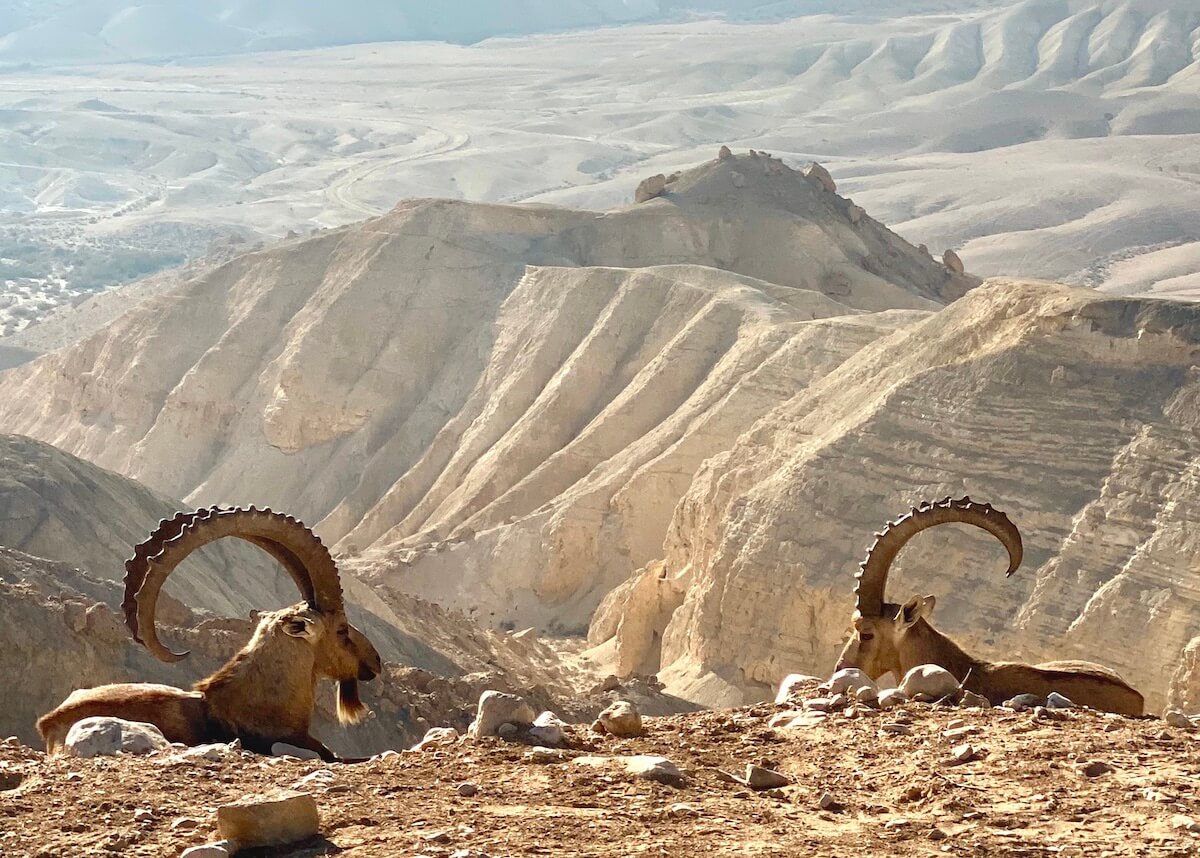 Ibexes with horns in the Zin Desert of Israel