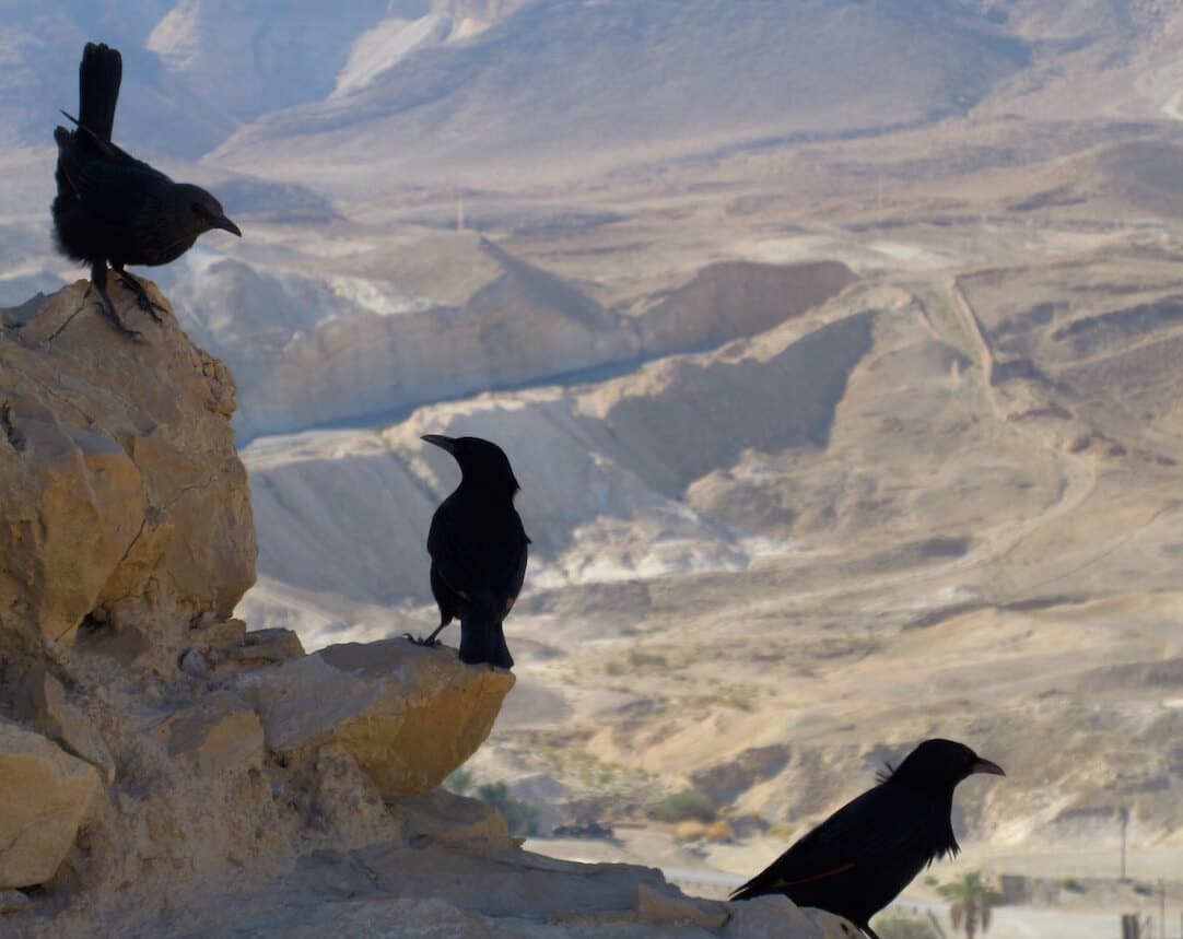 Three black ravens at Masada
