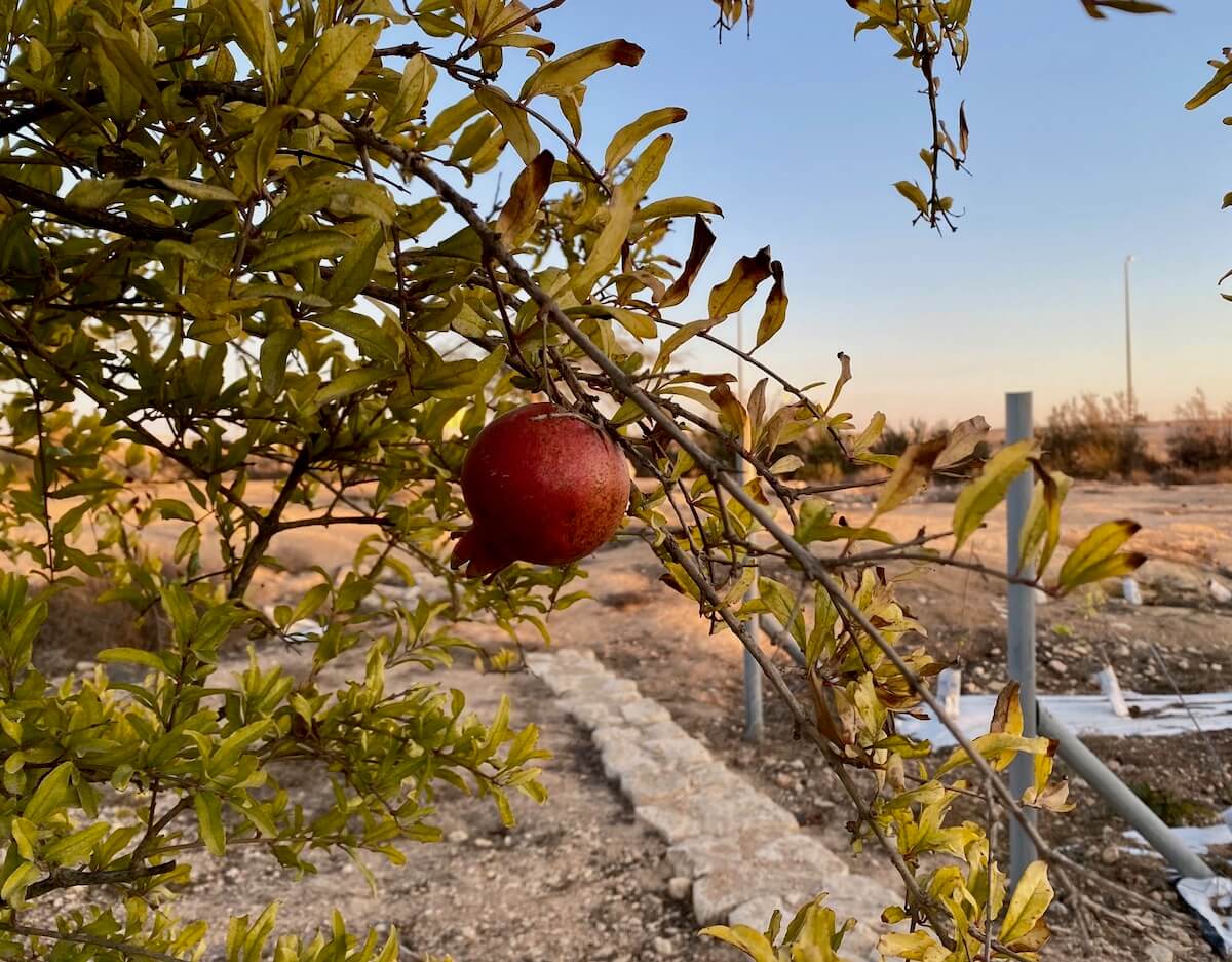Pomegranate on a tree on Eshkolot Marom Farm