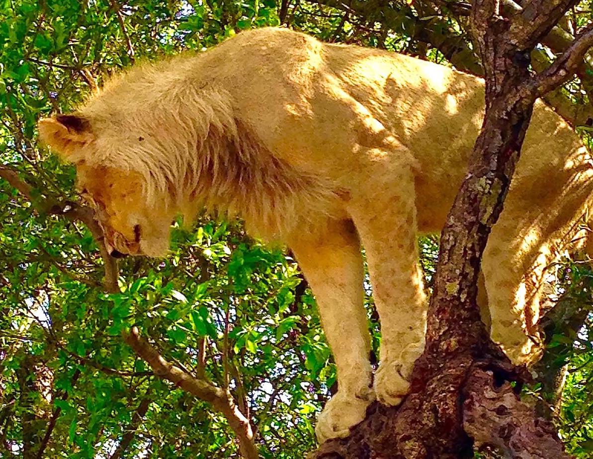Lion in a tree.